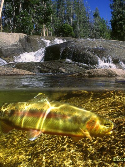 Mono Hot Springs Resort - Lakeshore, CA