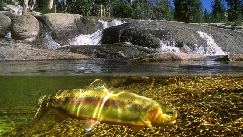Mono Hot Springs Resort - Lakeshore, CA