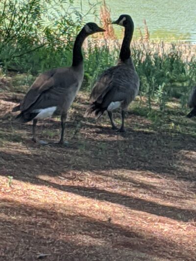 Lindo Lake County Park - Lakeside, CA