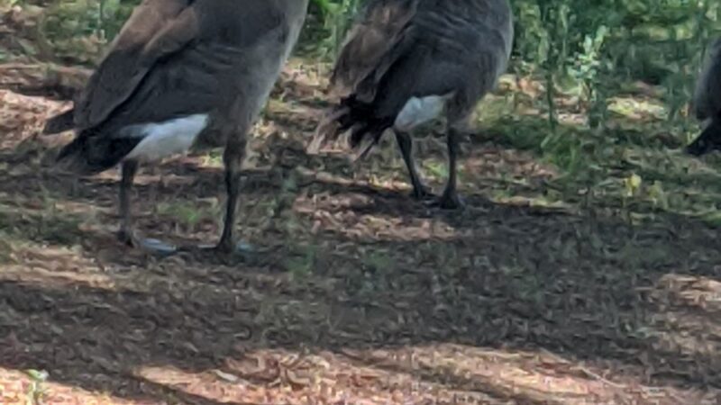 Lindo Lake County Park - Lakeside, CA