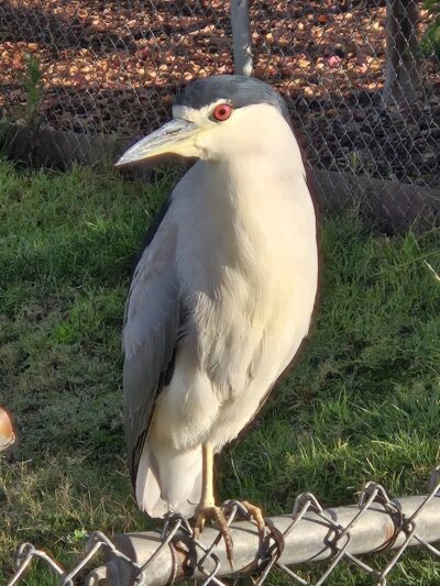 Lindo Lake County Park - Lakeside, CA
