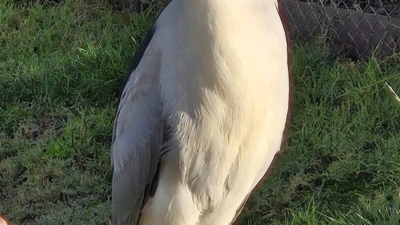 Lindo Lake County Park - Lakeside, CA