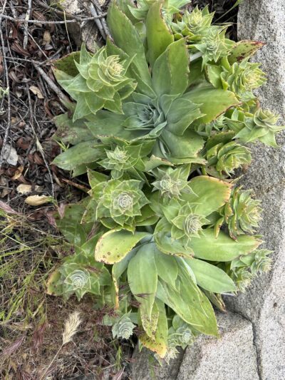 Oakoasis County Preserve Campsite - Lakeside, CA