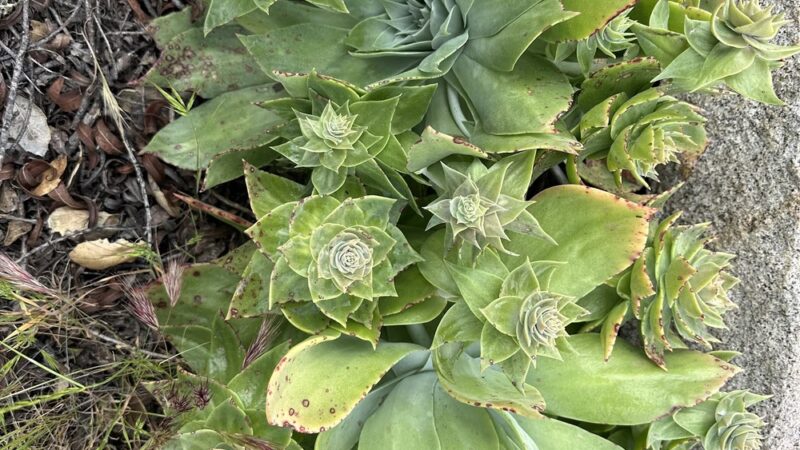 Oakoasis County Preserve Campsite - Lakeside, CA