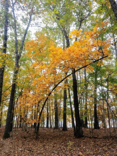 Bull Shoals - White River State Park - Lakeview, AR
