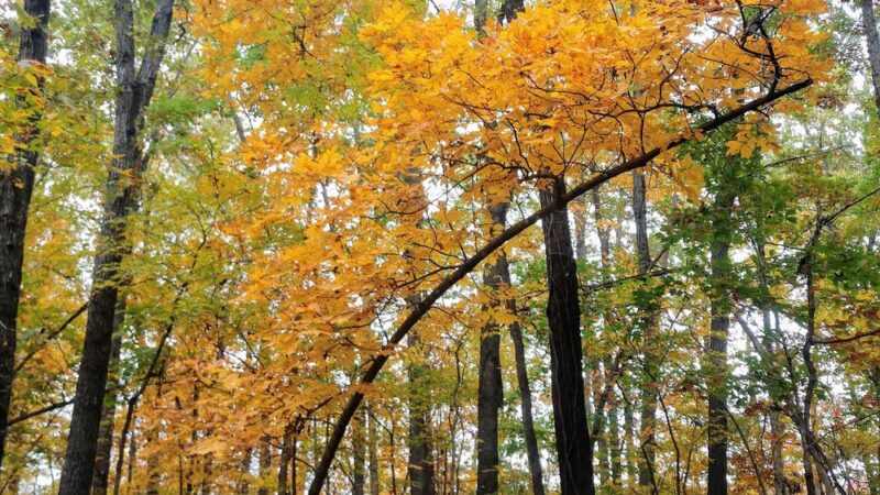 Bull Shoals - White River State Park - Lakeview, AR