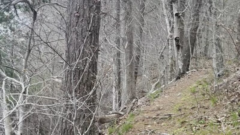 Betty’s neck trail 1 - Lakeville, MA