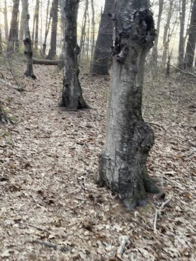 Betty’s neck trail 1 - Lakeville, MA