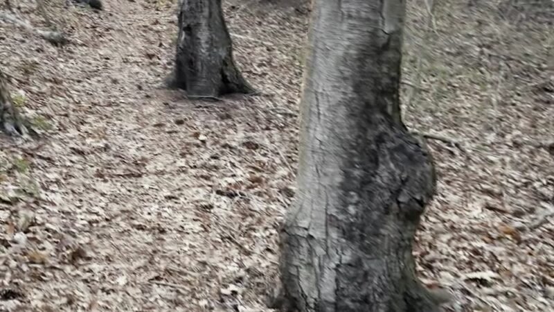 Betty’s neck trail 1 - Lakeville, MA