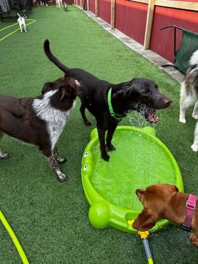 DogTowne - Lakeville, MA