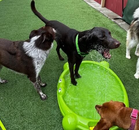 DogTowne - Lakeville, MA