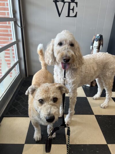 DogTowne - Lakeville, MA