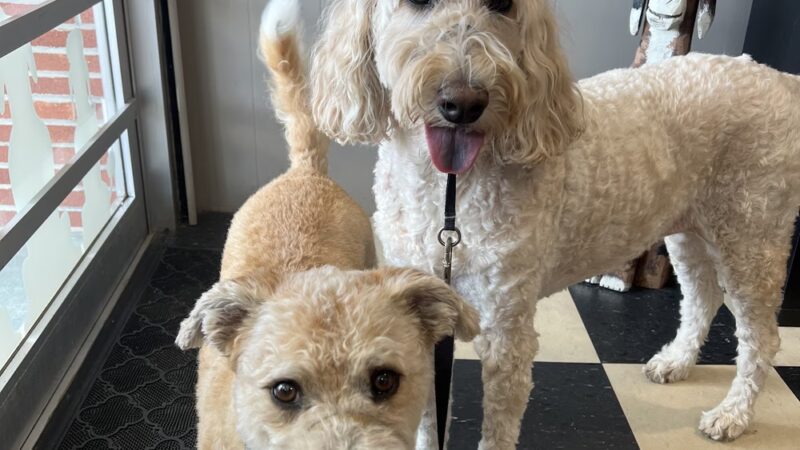 DogTowne - Lakeville, MA