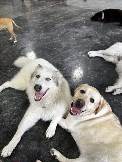 DogTowne - Lakeville, MA