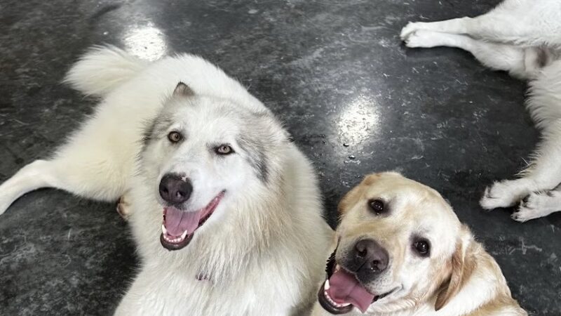 DogTowne - Lakeville, MA