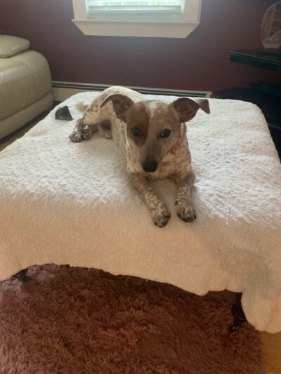 DogTowne - Lakeville, MA