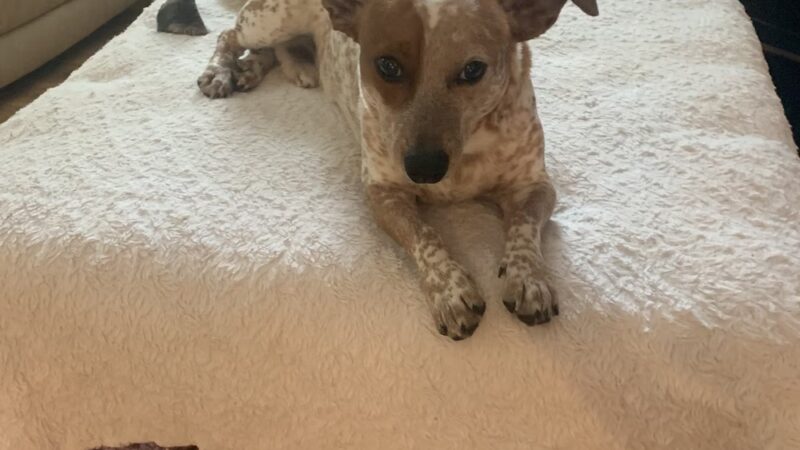 DogTowne - Lakeville, MA