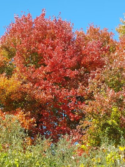 John Paun Park - Lakeville, MA