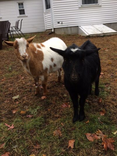 K & J Doggy Palace - Lakeville, MA