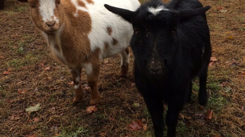 K & J Doggy Palace - Lakeville, MA