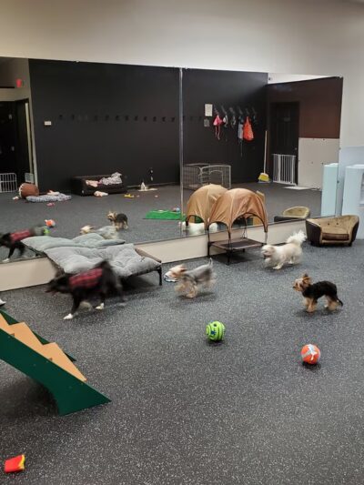 K & J Doggy Palace - Lakeville, MA