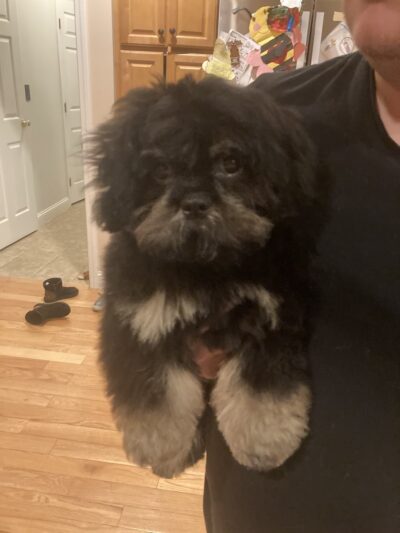 K & J Doggy Palace - Lakeville, MA