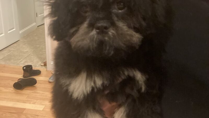 K & J Doggy Palace - Lakeville, MA