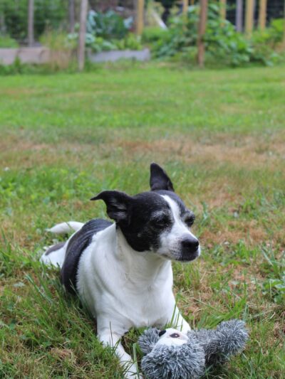 Lakeville Animal Shelter - Lakeville, MA