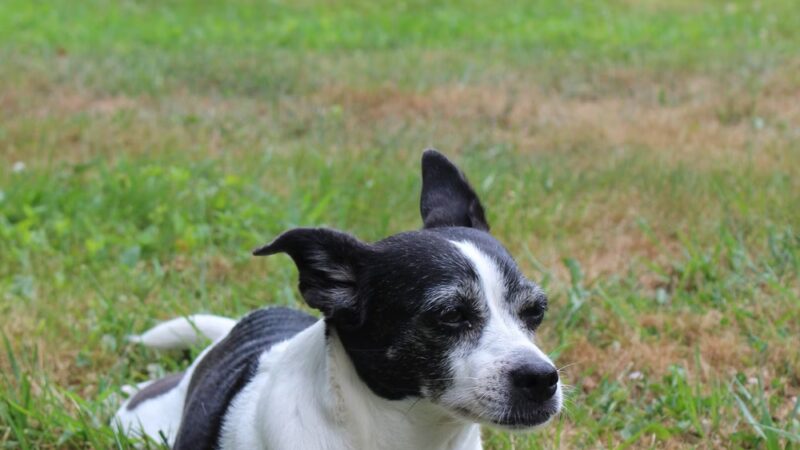 Lakeville Animal Shelter - Lakeville, MA