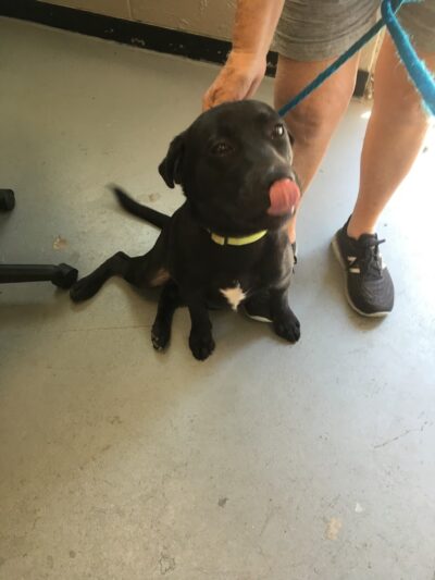 Lakeville Animal Shelter - Lakeville, MA