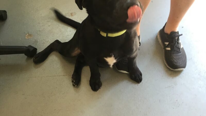 Lakeville Animal Shelter - Lakeville, MA