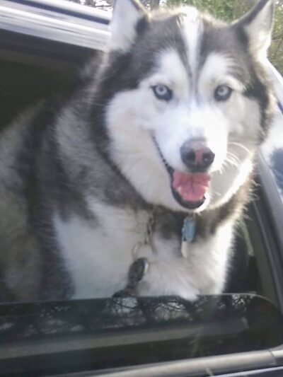 Lakeville Animal Shelter - Lakeville, MA