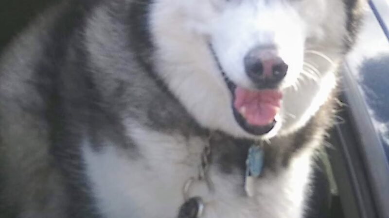 Lakeville Animal Shelter - Lakeville, MA