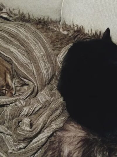 Lakeville Animal Shelter - Lakeville, MA