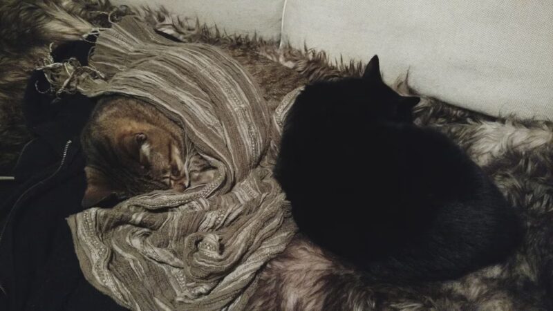 Lakeville Animal Shelter - Lakeville, MA