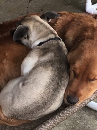 Powderly Meadows - Lakeville, MA