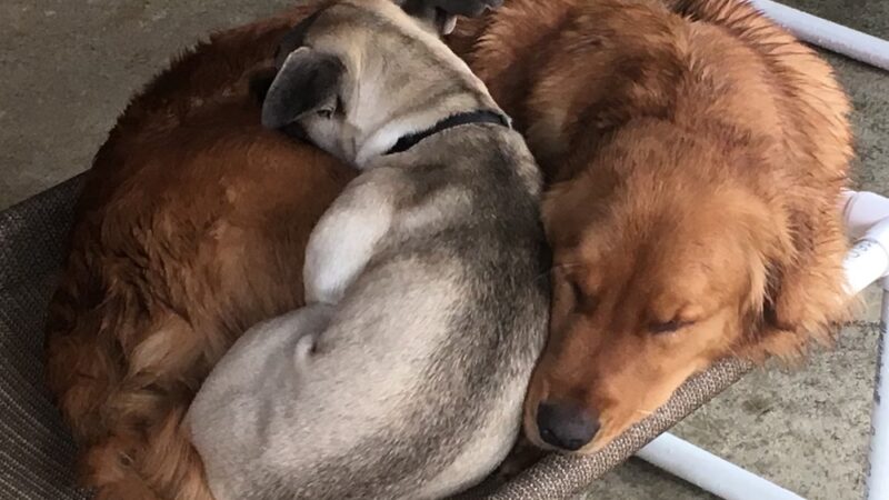 Powderly Meadows - Lakeville, MA