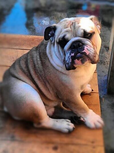 Powderly Meadows - Lakeville, MA