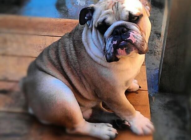 Powderly Meadows - Lakeville, MA