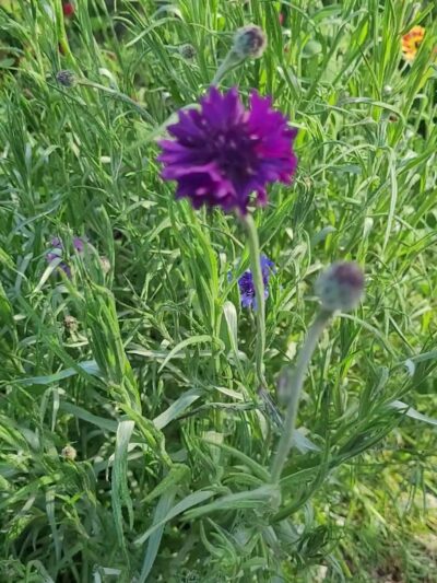 Monte Verde Park - Lakewood, CA