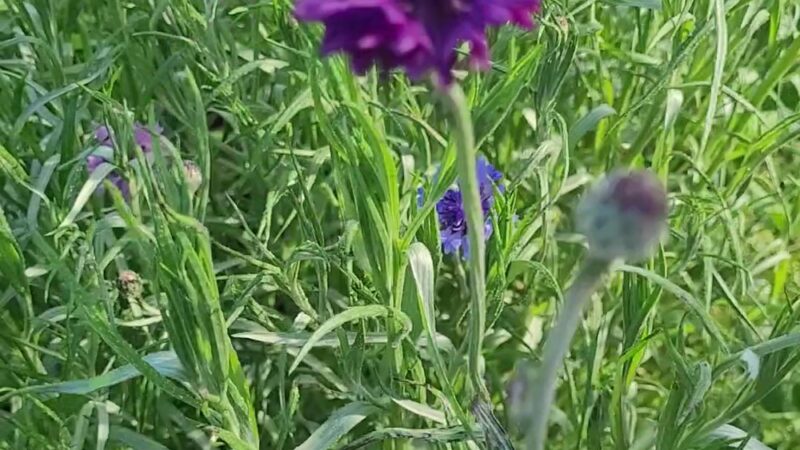 Monte Verde Park - Lakewood, CA