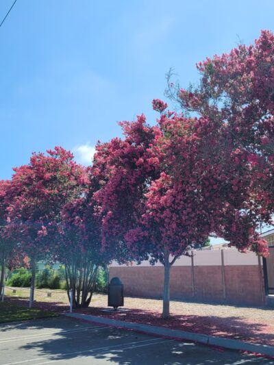 Monte Verde Park - Lakewood, CA