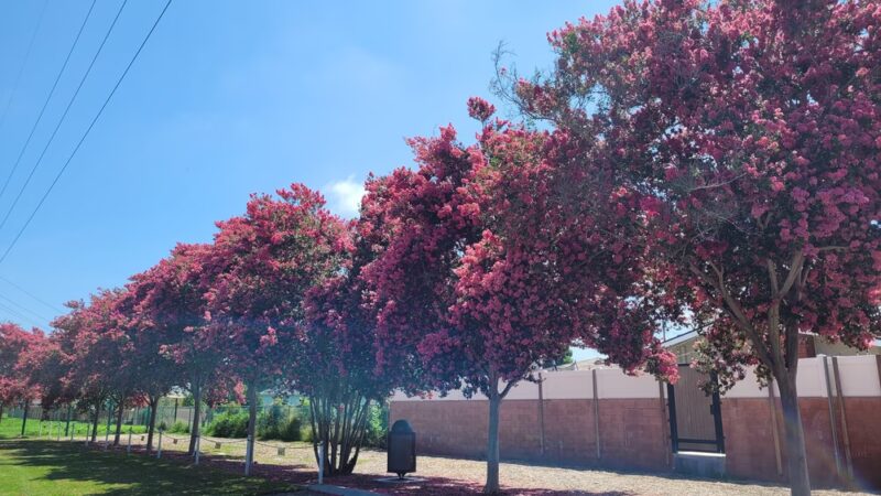 Monte Verde Park - Lakewood, CA