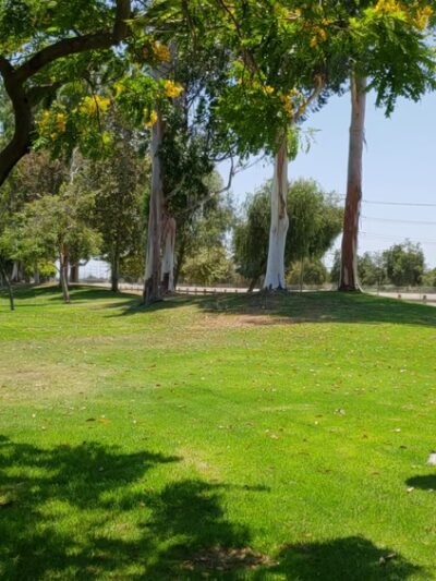 Rynerson Park - Lakewood, CA