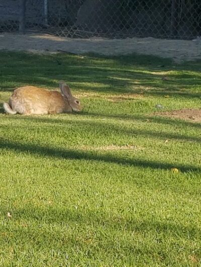 Rynerson Park - Lakewood, CA