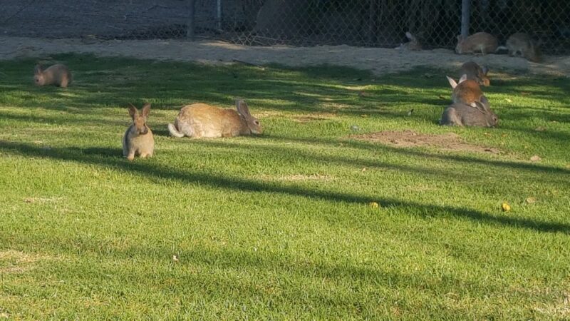 Rynerson Park - Lakewood, CA