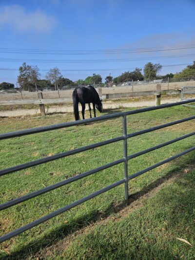 Rynerson Park - Lakewood, CA