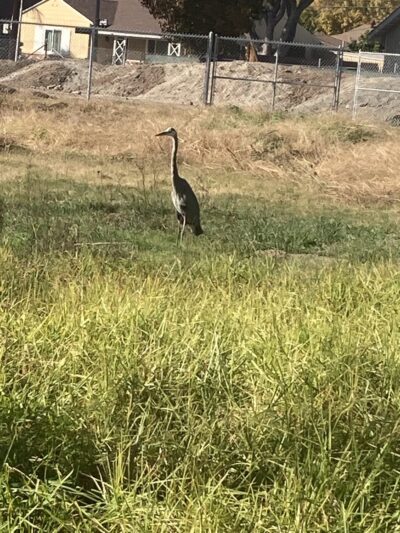 West San Gabriel River Parkway Nature Trail - Lakewood, CA