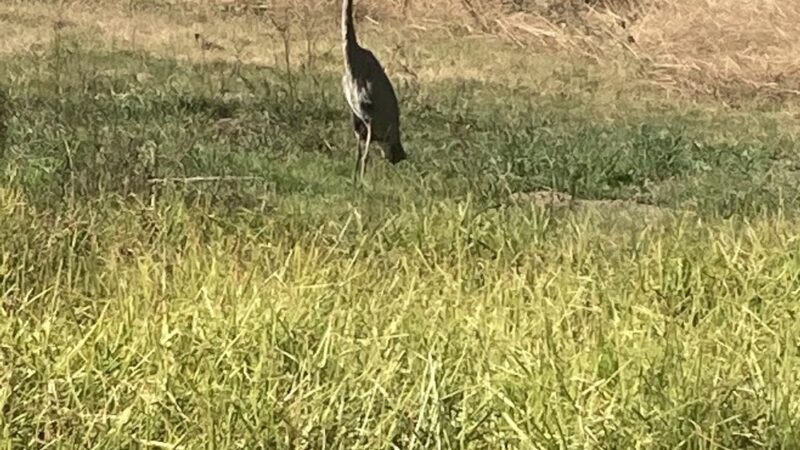 West San Gabriel River Parkway Nature Trail - Lakewood, CA