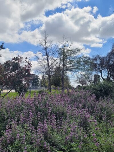 West San Gabriel River Parkway Nature Trail - Lakewood, CA